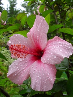 Hibiscus Natal